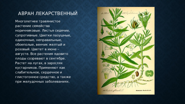 Авран лекарственный Многолетнее травянистое растение семейства норичниковые. Листья сидячие, супротивные. Цветки пазушные, одиночные, неправильные, обоеполые, венчик желтый и розовый. Цветет в июне – августе. Все растения ядовито плоды созревают в сентябре. Растет на лугах, в зарослях кустарников. Применяют как слабительное, сердечное и глистогонное средство, а также при желудочных заболеваниях. 