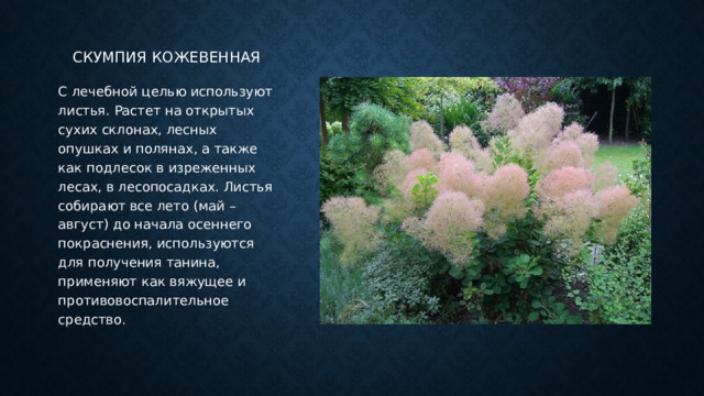 Скумпия кожевенная С лечебной целью используют листья. Растет на открытых сухих склонах, лесных опушках и полянах, а также как подлесок в изреженных лесах, в лесопосадках. Листья собирают все лето (май – август) до начала осеннего покраснения, используются для получения танина, применяют как вяжущее и противовоспалительное средство. 