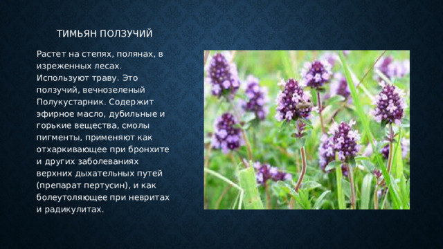 Тимьян ползучий Растет на степях, полянах, в изреженных лесах. Используют траву. Это ползучий, вечнозеленый Полукустарник. Содержит эфирное масло, дубильные и горькие вещества, смолы пигменты, применяют как отхаркивающее при бронхите и других заболеваниях верхних дыхательных путей (препарат пертусин), и как болеутоляющее при невритах и радикулитах. 