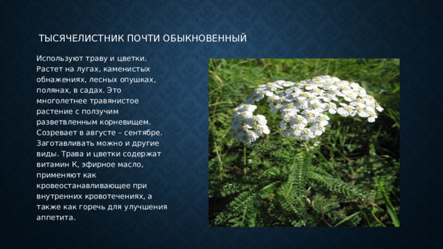 Тысячелистник почти обыкновенный Используют траву и цветки. Растет на лугах, каменистых обнажениях, лесных опушках, полянах, в садах. Это многолетнее травянистое растение с ползучим разветвленным корневищем. Созревает в августе – сентябре. Заготавливать можно и другие виды. Трава и цветки содержат витамин К, эфирное масло, применяют как кровеостанавливающее при внутренних кровотечениях, а также как горечь для улучшения аппетита. 
