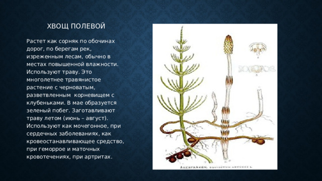 Хвощ полевой Растет как сорняк по обочинах дорог, по берегам рек, изреженным лесам, обычно в местах повышенной влажности. Используют траву. Это многолетнее травянистое растение с черноватым, разветвленным корневищем с клубеньками. В мае образуется зеленый побег. Заготавливают траву летом (июнь – август). Используют как мочегонное, при сердечных заболеваниях, как кровеостанавливающее средство, при геморрое и маточных кровотечениях, при артритах. 