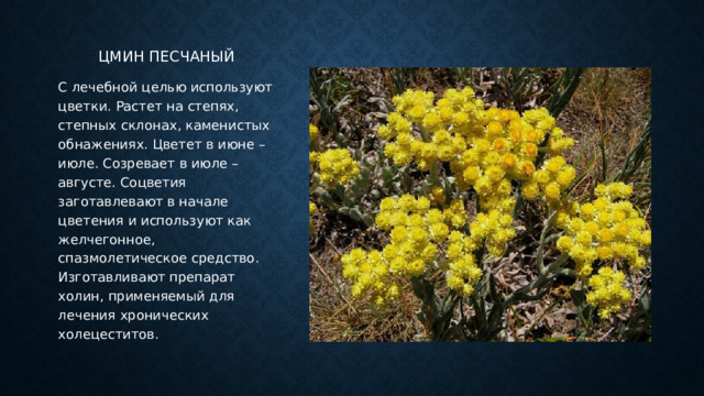 Цмин песчаный С лечебной целью используют цветки. Растет на степях, степных склонах, каменистых обнажениях. Цветет в июне –июле. Созревает в июле – августе. Соцветия заготавлевают в начале цветения и используют как желчегонное, спазмолетическое средство. Изготавливают препарат холин, применяемый для лечения хронических холецеститов. 