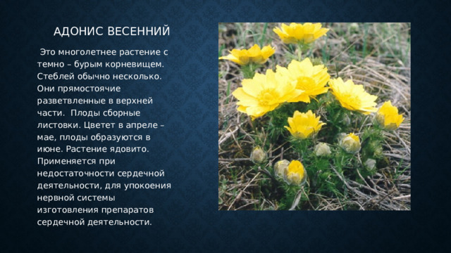 Адонис весенний  Это многолетнее растение с темно – бурым корневищем. Стеблей обычно несколько. Они прямостоячие разветвленные в верхней части. Плоды сборные листовки. Цветет в апреле – мае, плоды образуются в июне. Растение ядовито. Применяется при недостаточности сердечной деятельности, для упокоения нервной системы изготовления препаратов сердечной деятельности. 