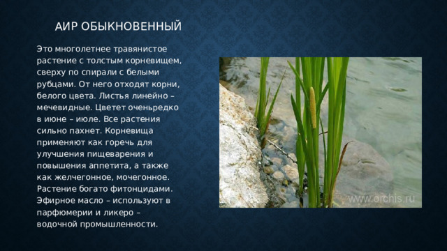 Аир обыкновенный Это многолетнее травянистое растение с толстым корневищем, сверху по спирали с белыми рубцами. От него отходят корни, белого цвета. Листья линейно – мечевидные. Цветет оченьредко в июне – июле. Все растения сильно пахнет. Корневища применяют как горечь для улучшения пищеварения и повышения аппетита, а также как желчегонное, мочегонное. Растение богато фитонцидами. Эфирное масло – используют в парфюмерии и ликеро – водочной промышленности. 