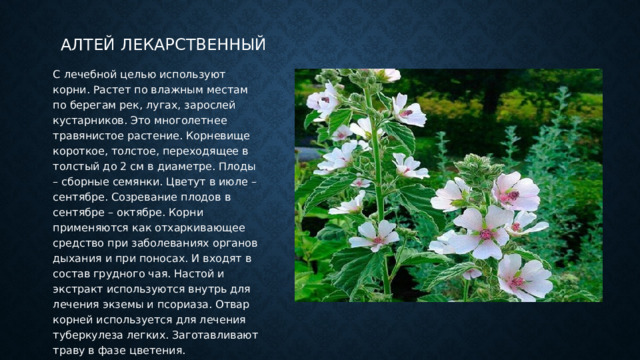 Алтей лекарственный С лечебной целью используют корни. Растет по влажным местам по берегам рек, лугах, зарослей кустарников. Это многолетнее травянистое растение. Корневище короткое, толстое, переходящее в толстый до 2 см в диаметре. Плоды – сборные семянки. Цветут в июле – сентябре. Созревание плодов в сентябре – октябре. Корни применяются как отхаркивающее средство при заболеваниях органов дыхания и при поносах. И входят в состав грудного чая. Настой и экстракт используются внутрь для лечения экземы и псориаза. Отвар корней используется для лечения туберкулеза легких. Заготавливают траву в фазе цветения. 