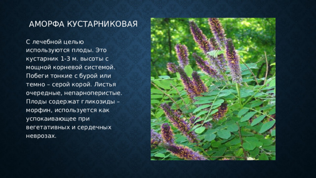 Аморфа кустарниковая С лечебной целью используются плоды. Это кустарник 1-3 м. высоты с мощной корневой системой. Побеги тонкие с бурой или темно – серой корой. Листья очередные, непарноперистые. Плоды содержат гликозиды – морфин, используется как успокаивающее при вегетативных и сердечных неврозах. 