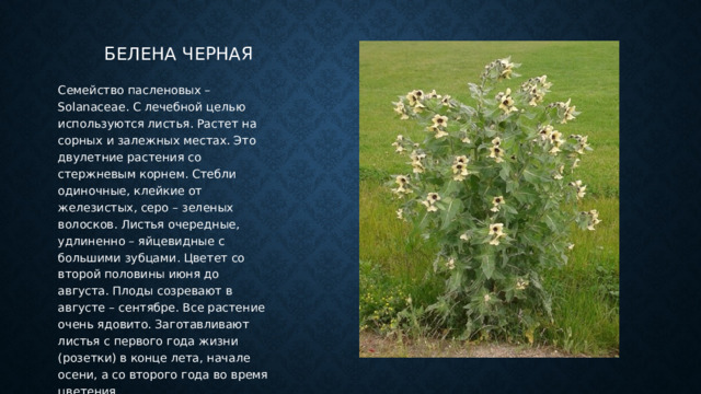 Белена черная Семейство пасленовых – Sоlanaceae. С лечебной целью используются листья. Растет на сорных и залежных местах. Это двулетние растения со стержневым корнем. Стебли одиночные, клейкие от железистых, серо – зеленых волосков. Листья очередные, удлиненно – яйцевидные с большими зубцами. Цветет со второй половины июня до августа. Плоды созревают в августе – сентябре. Все растение очень ядовито. Заготавливают листья с первого года жизни (розетки) в конце лета, начале осени, а со второго года во время цветения. 