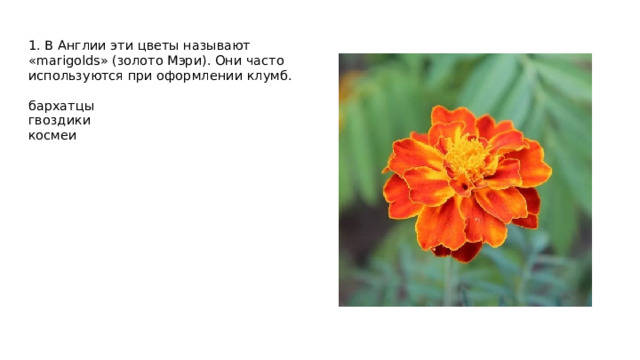 1. В Англии эти цветы называют «marigolds» (золото Мэри). Они часто используются при оформлении клумб.   бархатцы  гвоздики  космеи 
