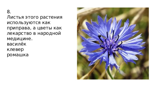 8.  Листья этого растения используются как приправа, а цветы как лекарство в народной медицине.  василёк  клевер  ромашка 