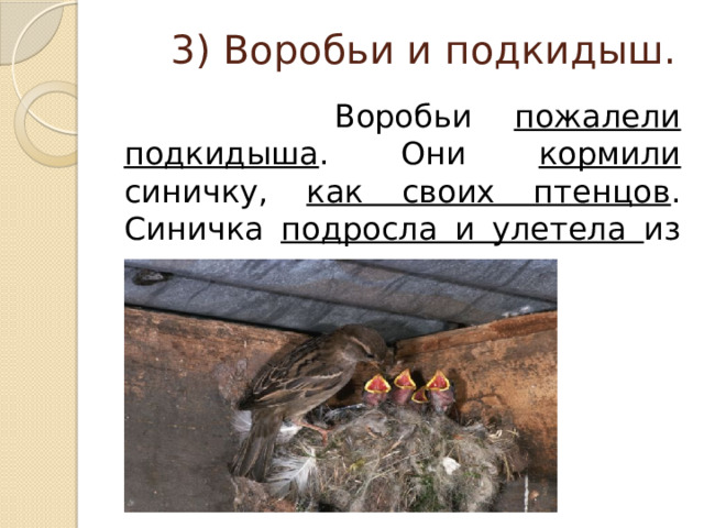 3) Воробьи и подкидыш.  Воробьи пожалели подкидыша . Они кормили синичку, как своих птенцов . Синичка подросла и улетела из гнезда. 