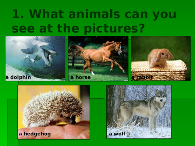 1. What animals can you see at the pictures? a dolphin a rabbit a horse  a wolf a hedgehog  