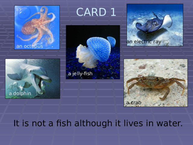 CARD 1   an electric ray an octopus a jelly-fish a dolphin a crab  It is not a fish although it lives in water. 