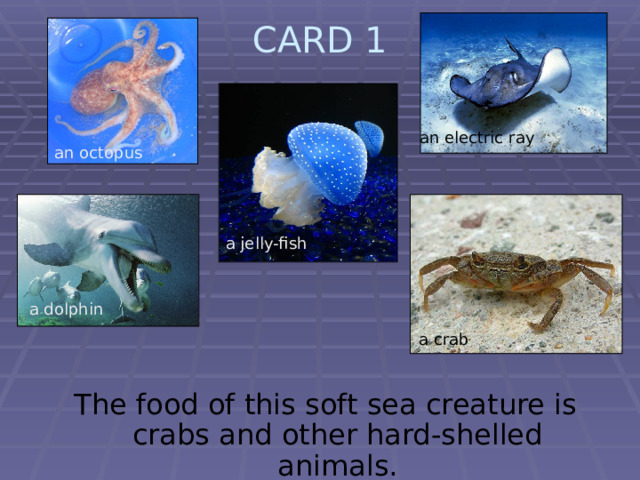 CARD 1   an electric ray an octopus a jelly-fish a dolphin a crab  The food of this soft sea creature is crabs and other hard-shelled animals. 