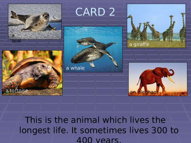 CARD 2   a seal a giraffe a whale a tortoise an elephant  This is the animal which lives the longest life. It sometimes lives 300 to 400 years. 