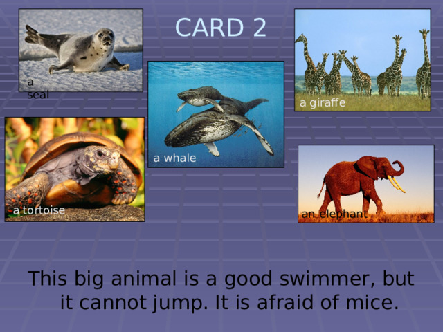 CARD 2   a seal a giraffe a whale a tortoise an elephant  This big animal is a good swimmer, but it cannot jump. It is afraid of mice. 