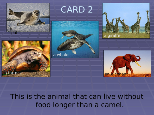 CARD 2   a seal a giraffe a whale a tortoise an elephant  This is the animal that can live without food longer than a camel. 