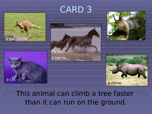 CARD 3   a squirrel  a kangaroo a horse a cat a rhino This animal can climb a tree faster than it can run on the ground. 