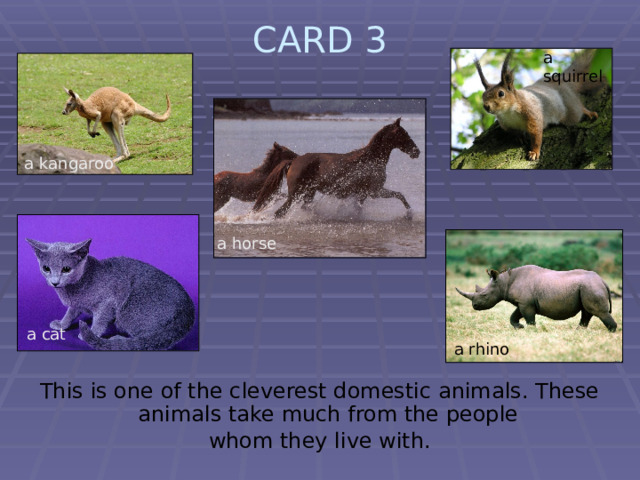 CARD 3   a squirrel  a kangaroo a horse a cat a rhino This is one of the cleverest domestic animals. These animals take much from the people whom they live with. 