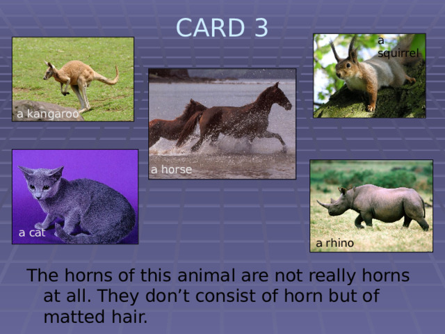 CARD 3   a squirrel  a kangaroo a horse a cat a rhino The horns of this animal are not really horns at all. They don’t consist of horn but of matted hair. 