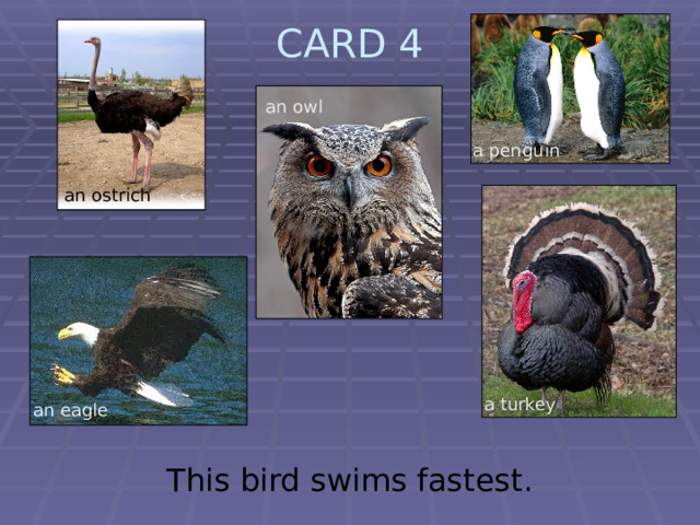 CARD 4   an owl a penguin an ostrich  a turkey an eagle This bird swims fastest. 