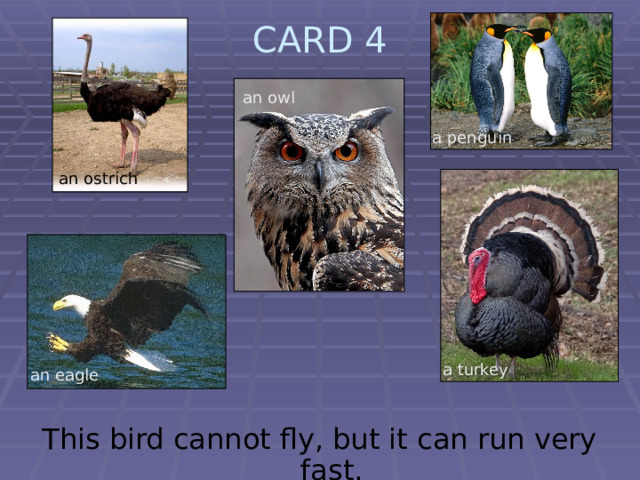 CARD 4   an owl a penguin an ostrich  a turkey an eagle This bird cannot fly, but it can run very fast. 