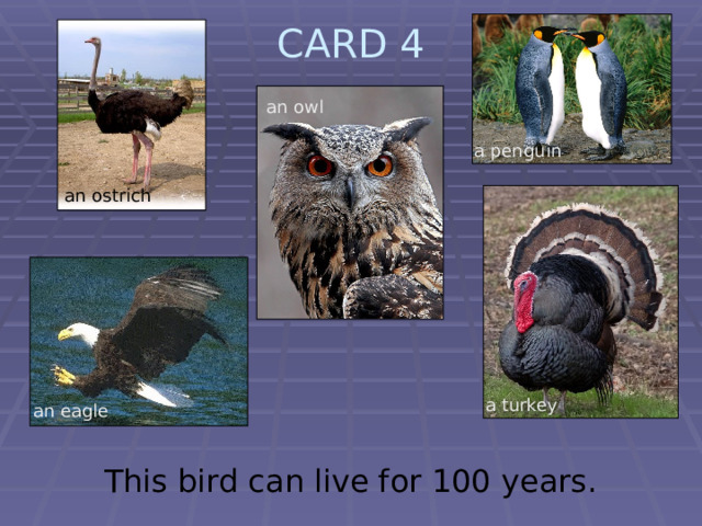 CARD 4   an owl a penguin an ostrich  a turkey an eagle This bird can live for 100 years. 