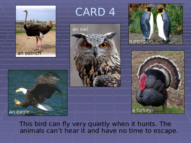 CARD 4   an owl a penguin an ostrich  a turkey an eagle This bird can fly very quietly when it hunts. The animals can’t hear it and have no time to escape. 