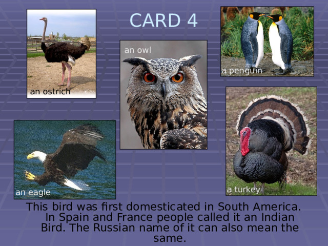 CARD 4   an owl a penguin an ostrich  a turkey an eagle This bird was first domesticated in South America. In Spain and France people called it an Indian Bird. The Russian name of it can also mean the same. 