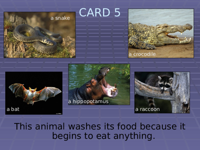 CARD 5   a snake a crocodile a hippopotamus a bat a raccoon This animal washes its food because it begins to eat anything. 
