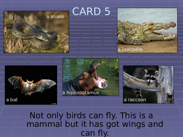 CARD 5   a snake a crocodile a hippopotamus a bat a raccoon Not only birds can fly. This is a mammal but it has got wings and can fly. 