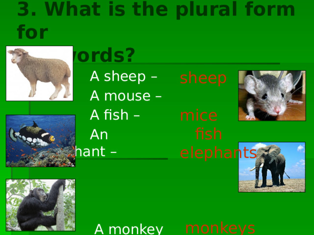 3. What is the plural form for the words?  A sheep –  A mouse –  A fish –  An elephant –  A monkey - sheep mice fish elephants  monkeys 