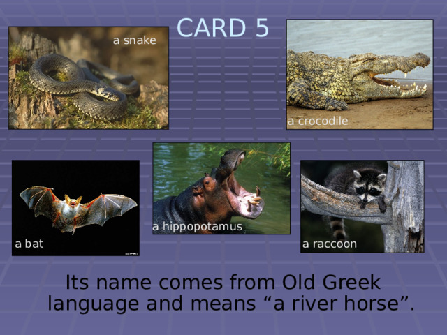 CARD 5   a snake a crocodile a hippopotamus a bat a raccoon Its name comes from Old Greek language and means “a river horse”. 