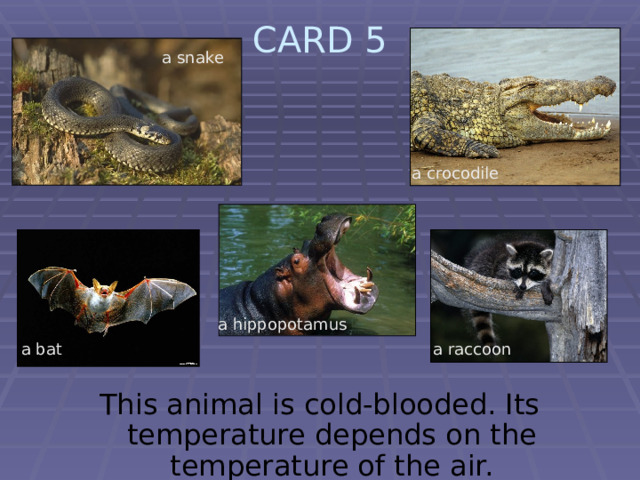 CARD 5   a snake a crocodile a hippopotamus a bat a raccoon This animal is cold-blooded. Its temperature depends on the temperature of the air. 