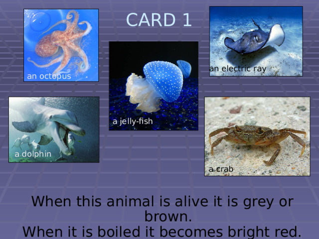 CARD 1   an electric ray an octopus a jelly-fish a dolphin a crab  When this animal is alive it is grey or brown. When it is boiled it becomes bright red. 