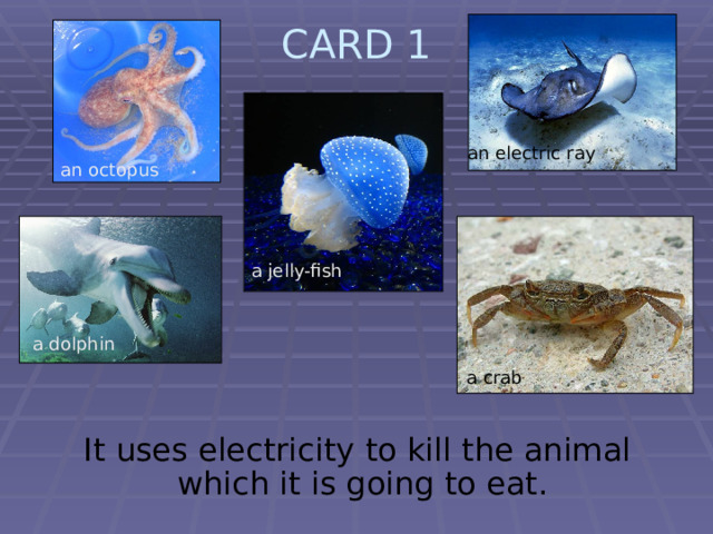 CARD 1   an electric ray an octopus a jelly-fish a dolphin a crab  It uses electricity to kill the animal which it is going to eat. 