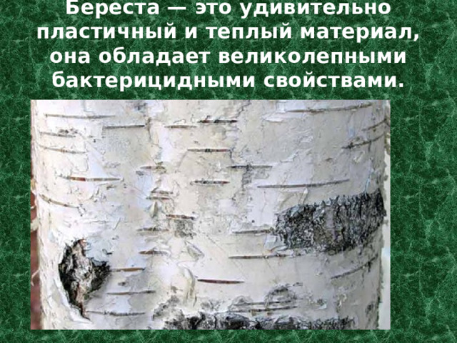 Береста — это удивительно пластичный и теплый материал, она обладает великолепными бактерицидными свойствами. 