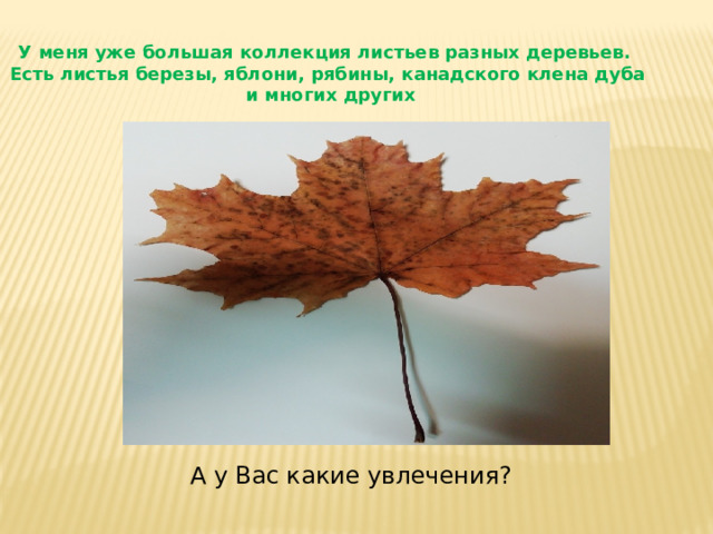 У меня уже большая коллекция листьев разных деревьев. Есть листья березы, яблони, рябины, канадского клена дуба  и многих других А у Вас какие увлечения? 