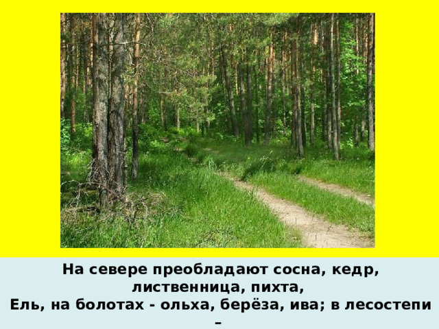 На севере преобладают сосна, кедр, лиственница, пихта, Ель, на болотах - ольха, берёза, ива; в лесостепи – берёза, осина.  