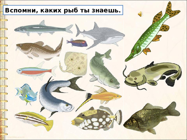 Вспомни, каких рыб ты знаешь. 