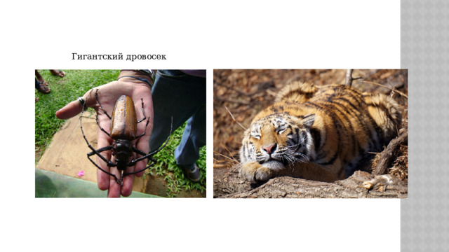 Гигантский дровосек 