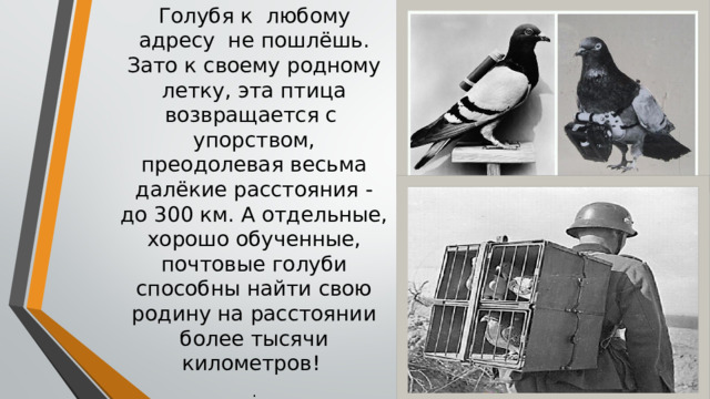 Голубя к любому адресу не пошлёшь. Зато к своему родному летку, эта птица возвращается с упорством, преодолевая весьма далёкие расстояния - до 300 км. А отдельные, хорошо обученные, почтовые голуби способны найти свою родину на расстоянии более тысячи километров! . 