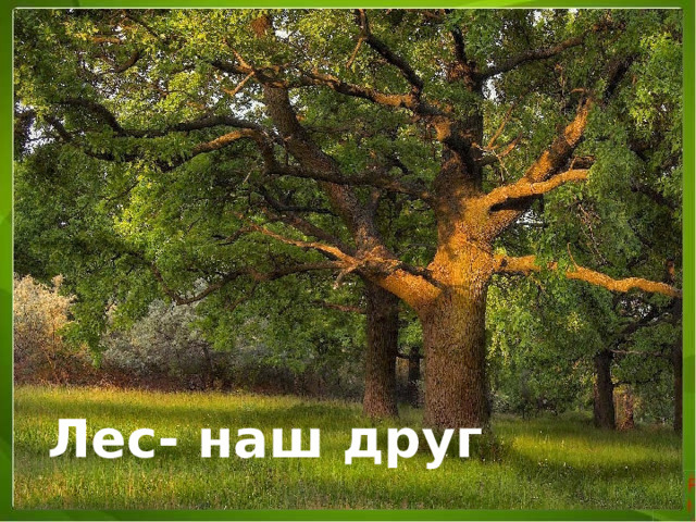 Лес- наш друг 
