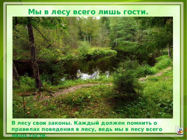  Мы в лесу всего лишь гости.   В лесу свои законы. Каждый должен помнить о правилах поведения в лесу, ведь мы в лесу всего лишь гости. 