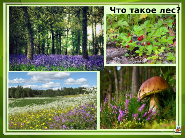 Что такое лес? 