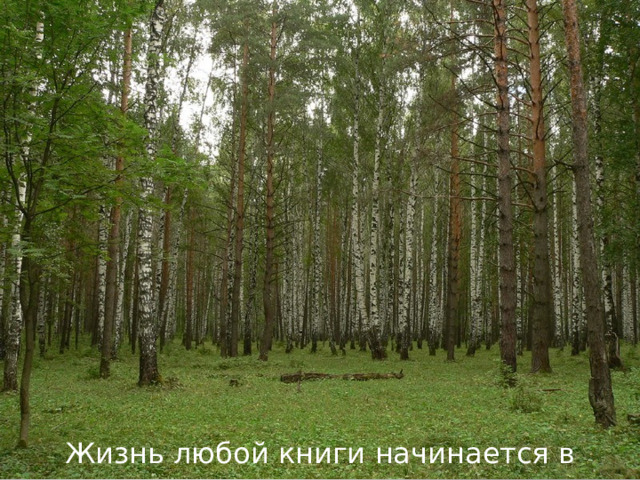 Жизнь любой книги начинается в лесу. 