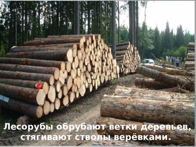 Лесорубы обрубают ветки деревьев, стягивают стволы верёвками. 