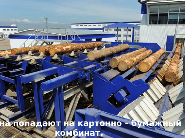 Брёвна попадают на картонно - бумажный комбинат. 