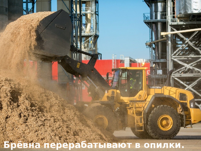 Брёвна перерабатывают в опилки. 