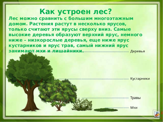 Как устроен лес? Лес можно сравнить с большим многоэтажным домом. Растения растут в несколько ярусов, только считают эти ярусы сверху вниз. Самые высокие деревья образуют верхний ярус, немного ниже – низкорослые деревья, еще ниже ярус кустарников и ярус трав, самый нижний ярус занимают мхи и лишайники. 