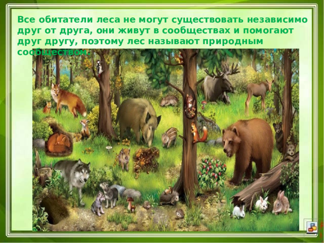 Все обитатели леса не могут существовать независимо друг от друга, они живут в сообществах и помогают друг другу, поэтому лес называют природным сообществом. 